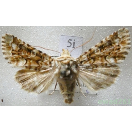Hadena irregularis (Hufnagel, 1766) Slovakia5i